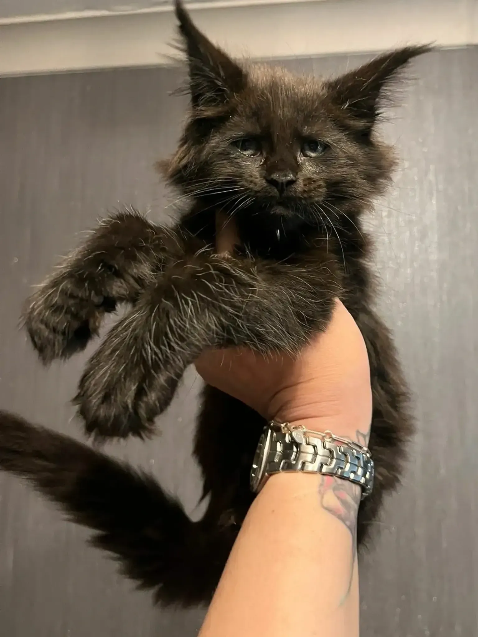 Leon, black solid Maine Coon male