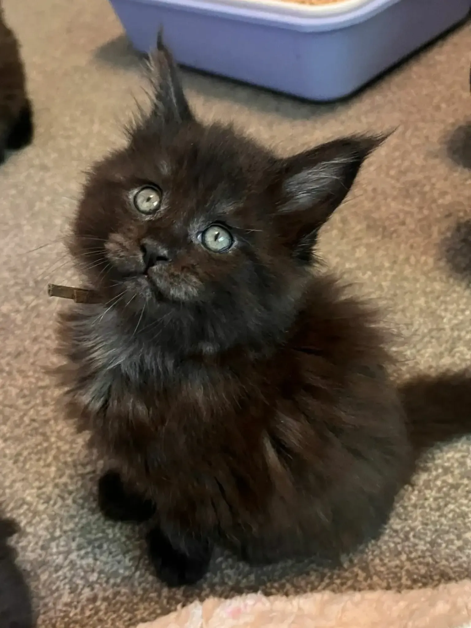 Octavia, black solid Maine Coon female