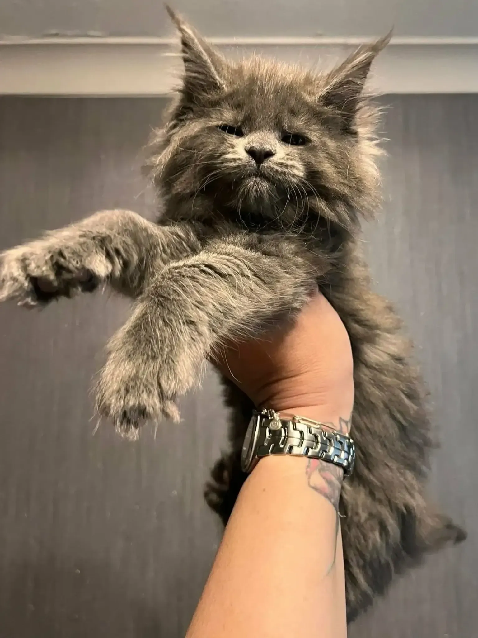 Mercedes, blue smoke Maine Coon female