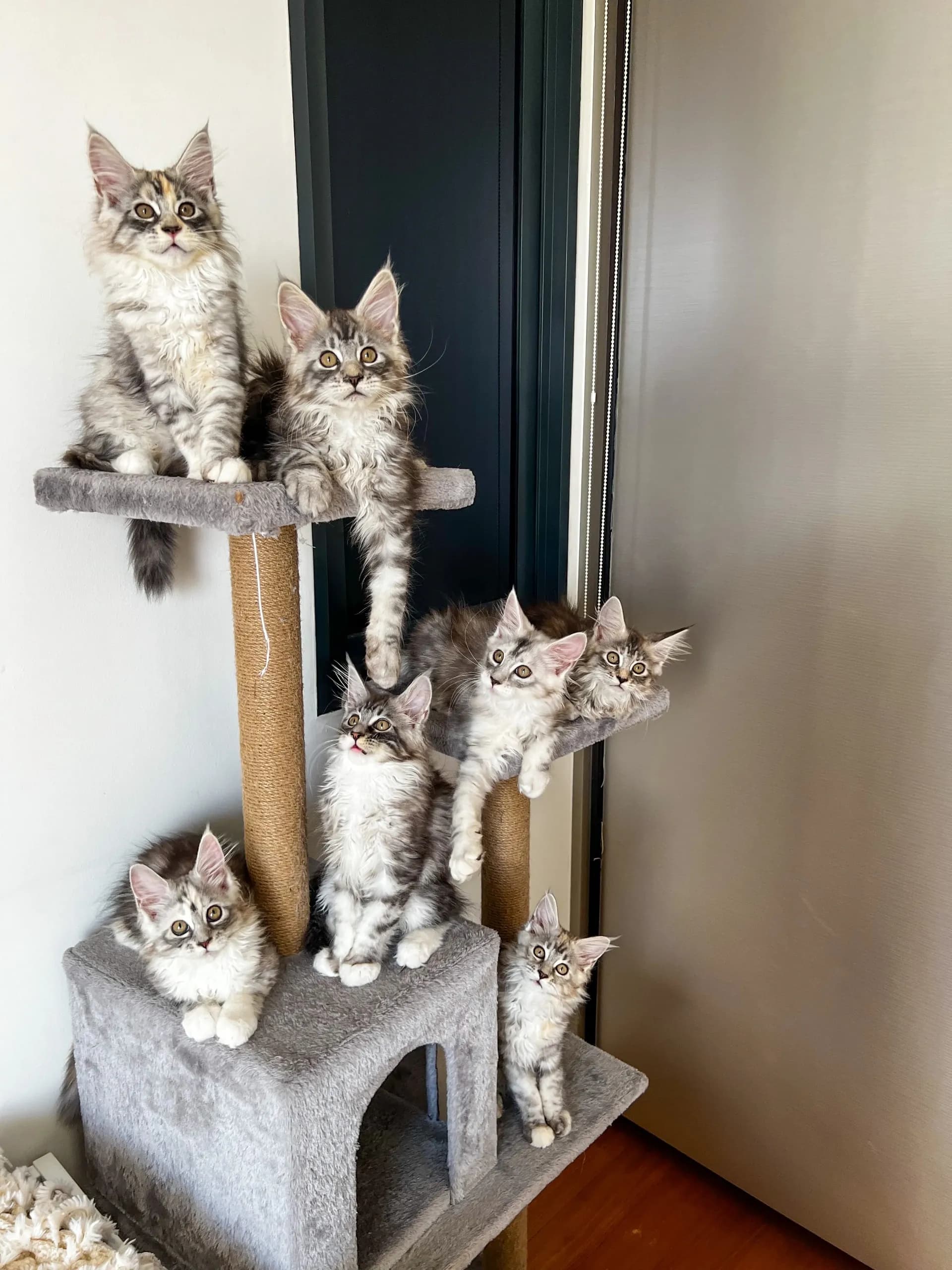 Star Wars litter 2022